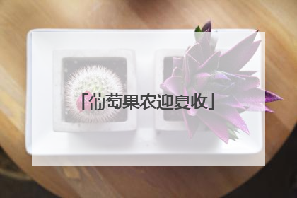 葡萄果农迎夏收